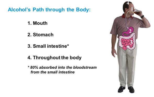 Alcohols route thru the body